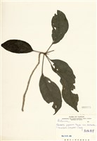 藏品(顯脈茵芋)的圖片